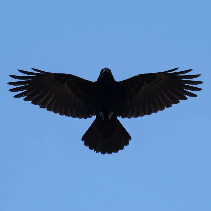 Crow in flight showing a fan-shaped tail