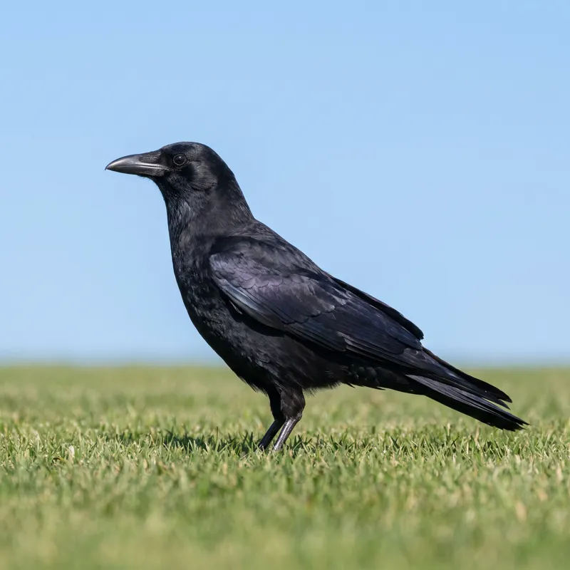 American crow standing on grass