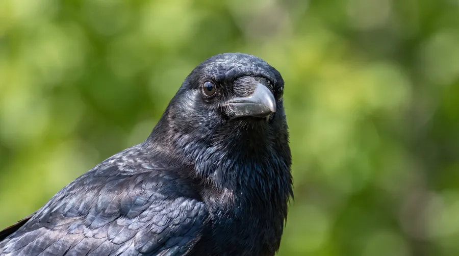 Close portrait of a crow with bright eyes