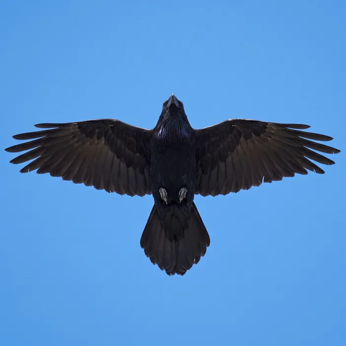 Raven in flight showing a wedge-shaped tail