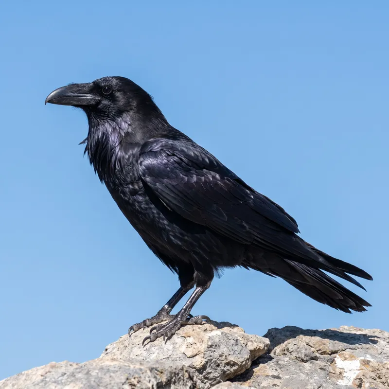 Common raven standing on a rock