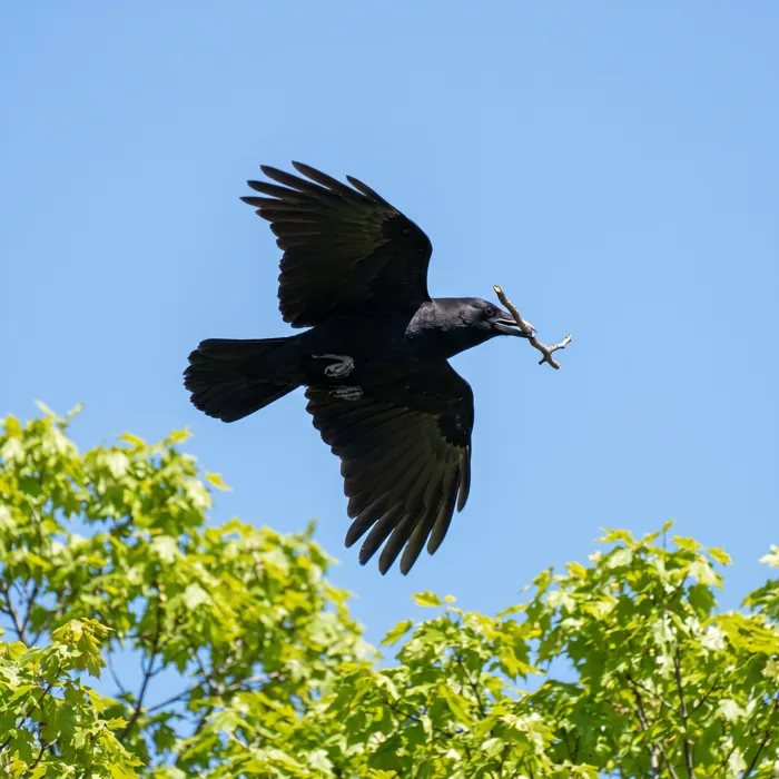 Crow carrying nesting material in spring