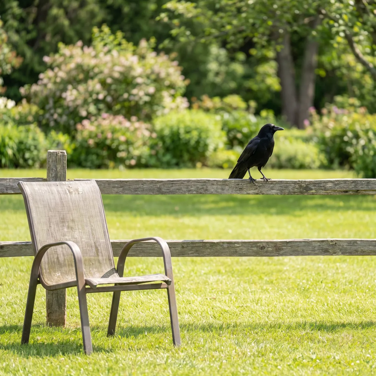 A crow on a fence rail at a polite distance from an empty garden chair
